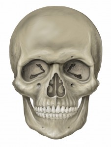 Head_skull_anterior_view[1]