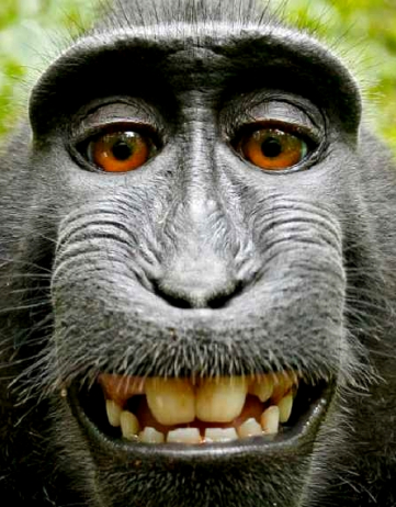 The Mysterious Case of the Monkey Selfie