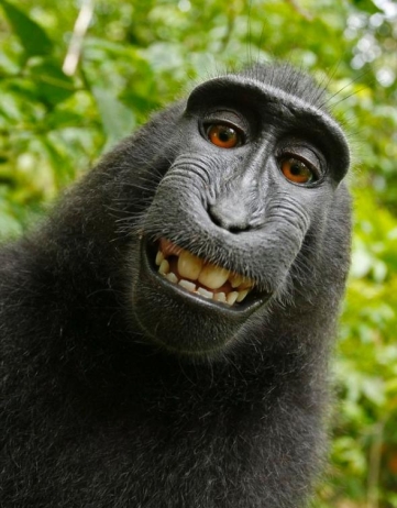 More Monkey Business: Copyright and the World’s Most Famous Monkey Selfie